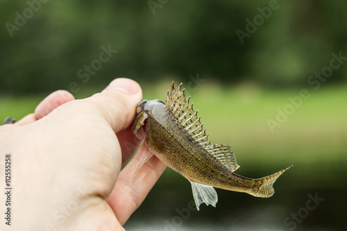 fishing,small fish ruff in the hand on shore