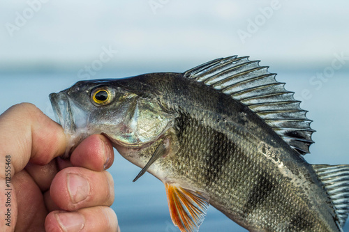 Fototapeta Naklejka Na Ścianę i Meble -  fishing,fish perch in the hand of angler