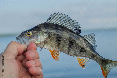 fishing,fish perch in the hand of angler