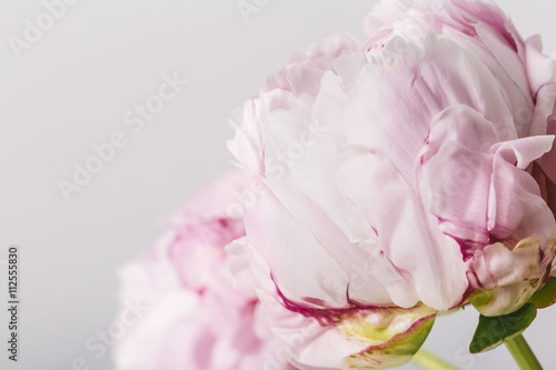 Pink petals of a peony flower in bloom close up isolated on a grey background