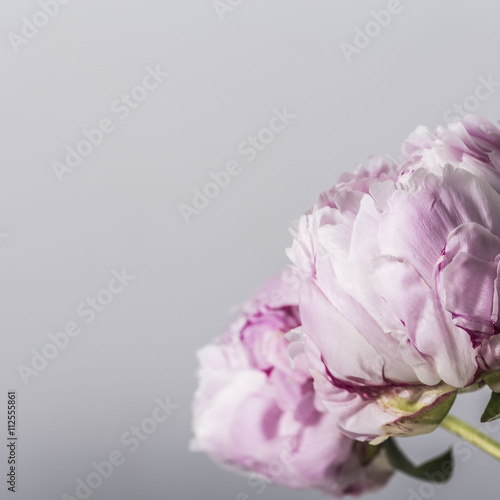 Pink peony flower in bloom on a grey background