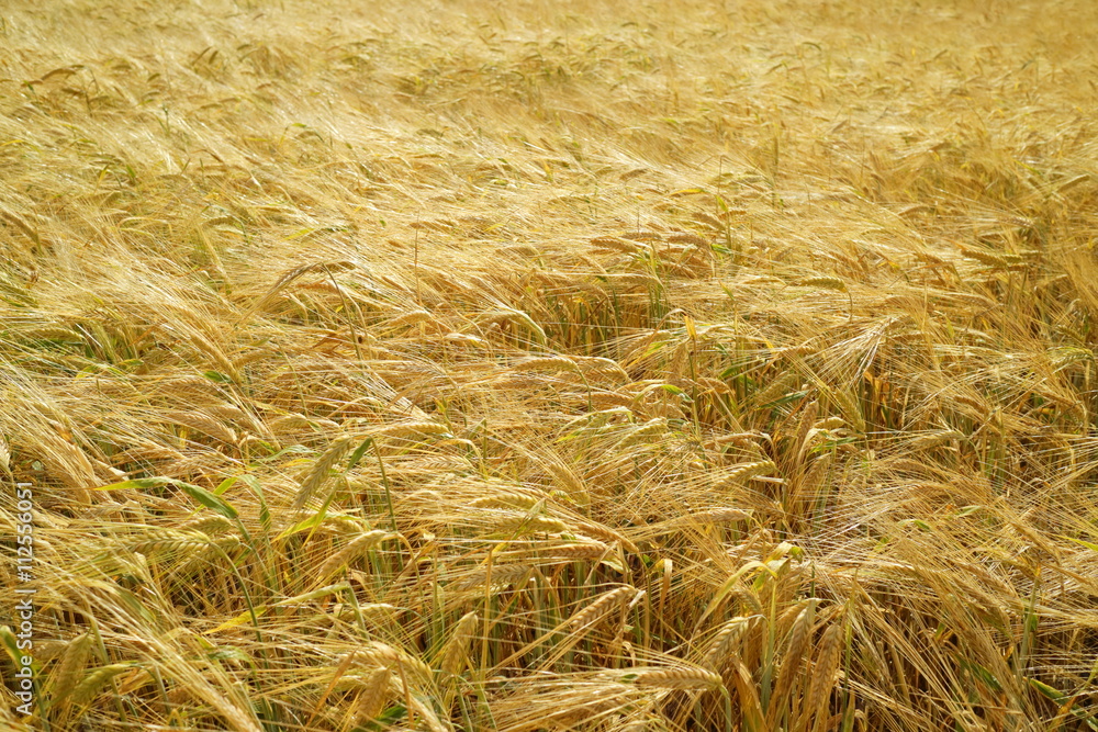 wheat field wheat field