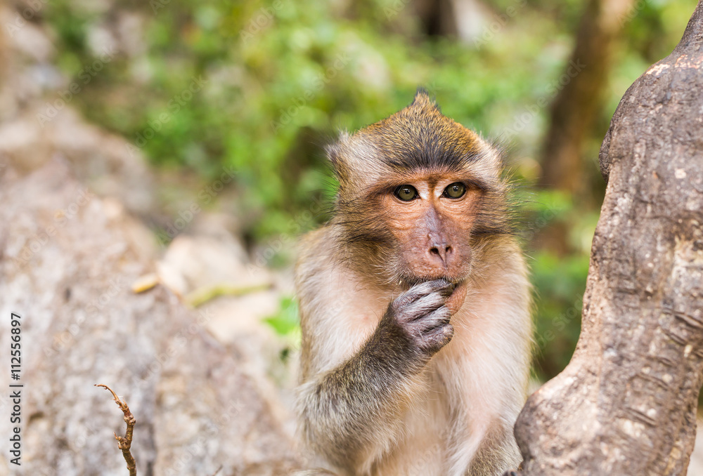 Obraz premium Monkey face close up