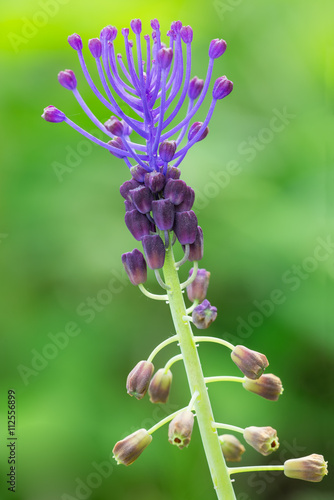 Leopoldia comosa
