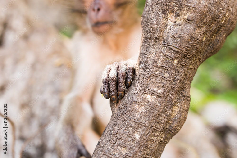 cute monkey lives in a natural forest of Thailand. cute monkey lives in a natural forest of Thailand.