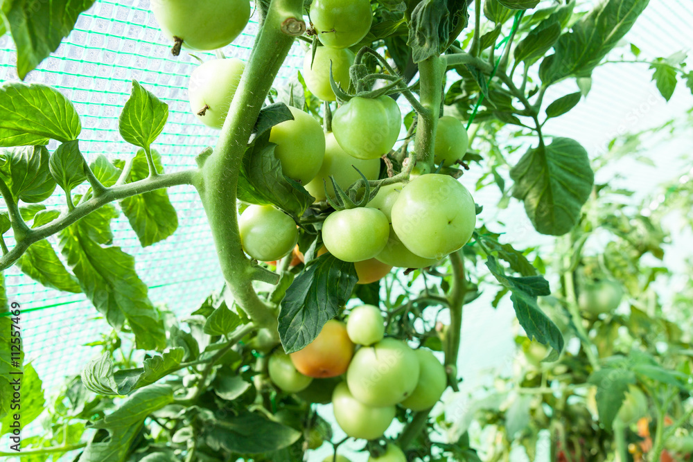 Fototapeta premium tomates bio dans une serre 