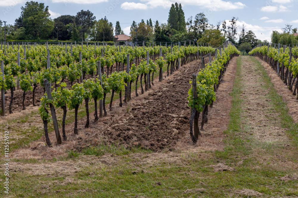 Vignobles de Saint-Emilion, France