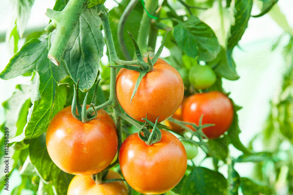 tomates bio dans une serre 