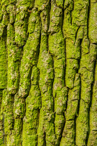 natural tree bark background texture
