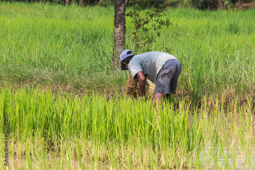 farmer transplant in the paddy field