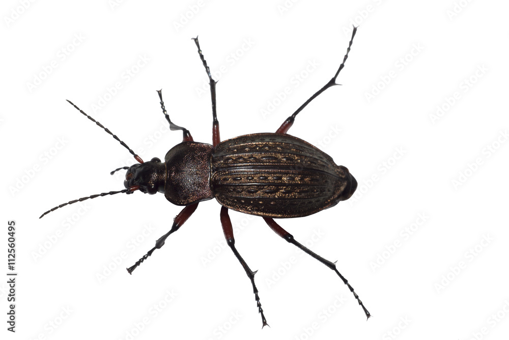 Ground beetle (Carabus granulatus) Ground beetle (Carabus granulatus)
