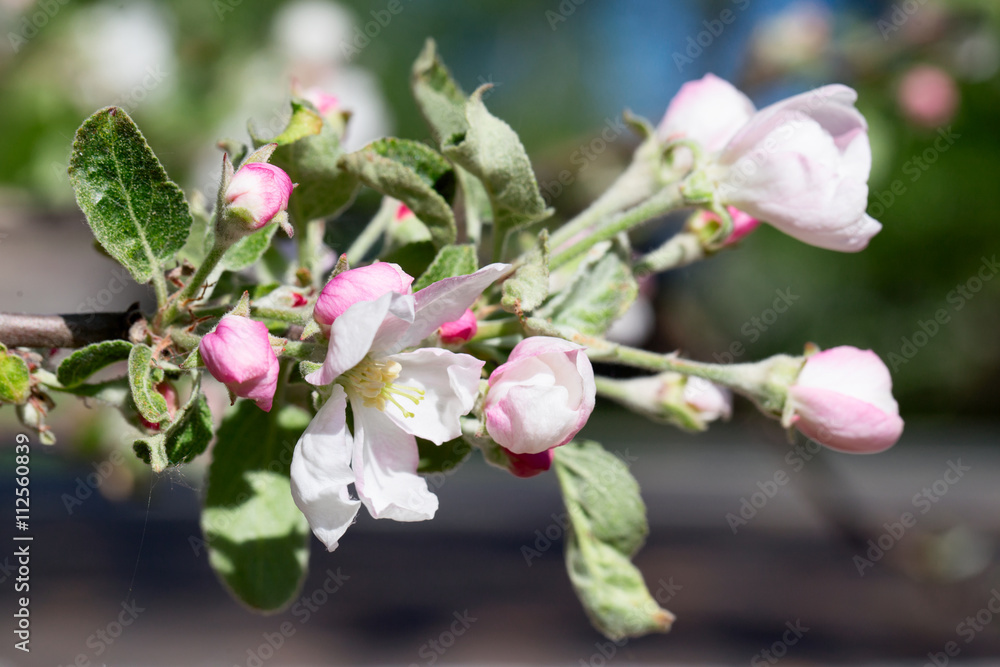 White-pink flower of an apple-tree close up White-pink flower of an apple-tree close up