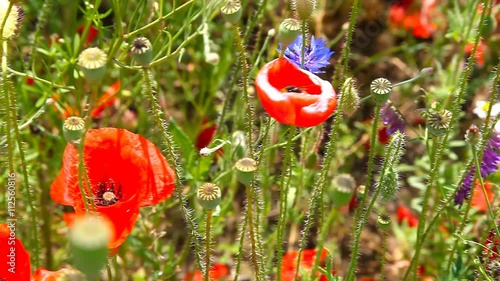 Bumble bee pollinating red poppies