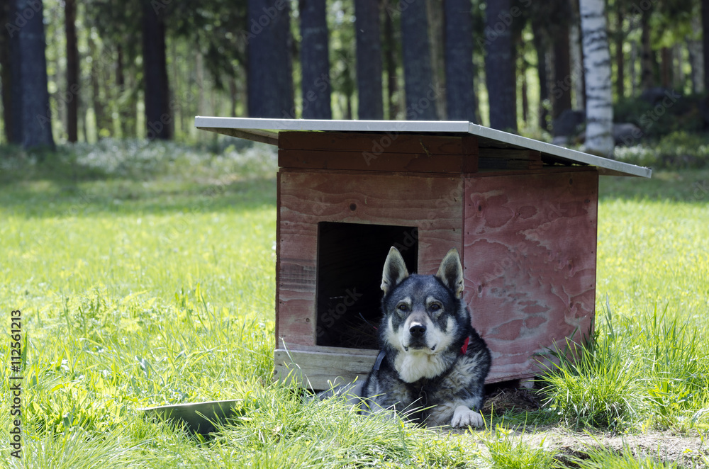 Moose store hunting dog