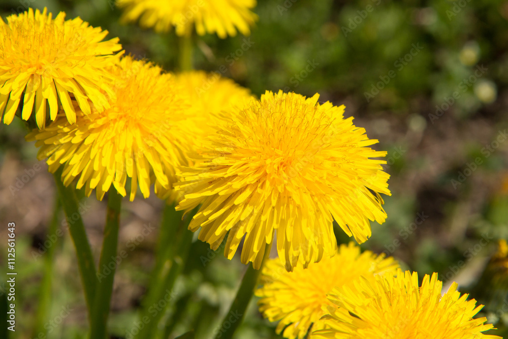 Dandelion flowers blooming Dandelion flowers blooming