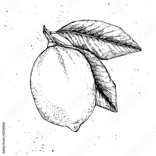 Hand drawn vector illustration - Lemon