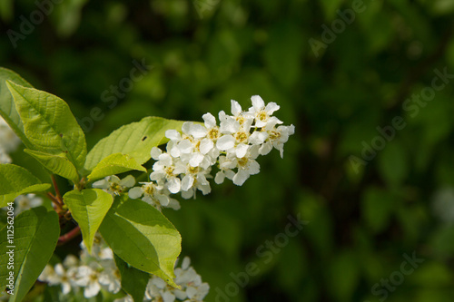 White flowers on a tree
