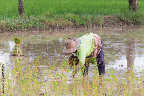 farmer transplant in the paddy field
