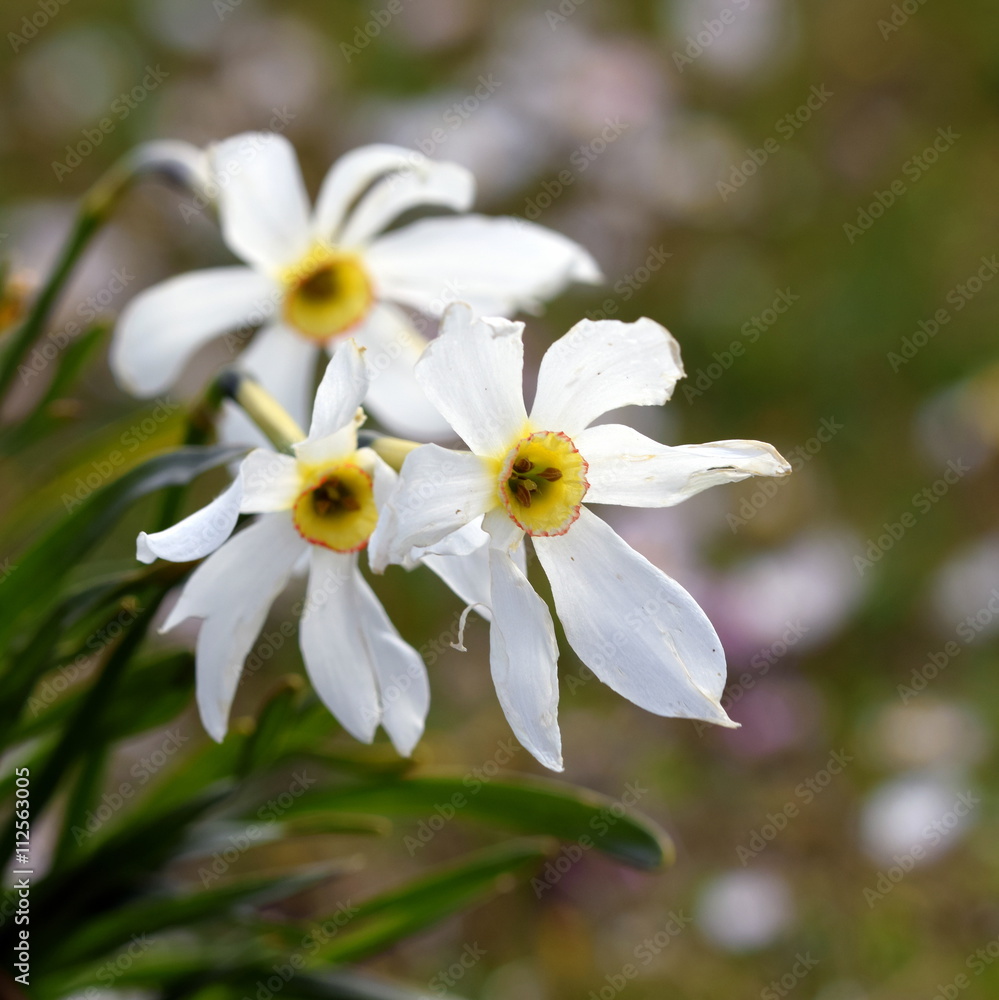 Narcissus poeticus with nice bokeh background Narcissus poeticus with nice bokeh background