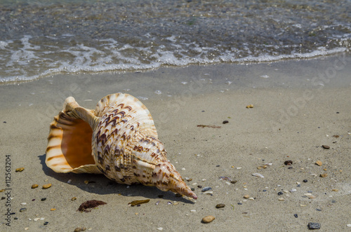 Shell Charonia Tritonis on the beach