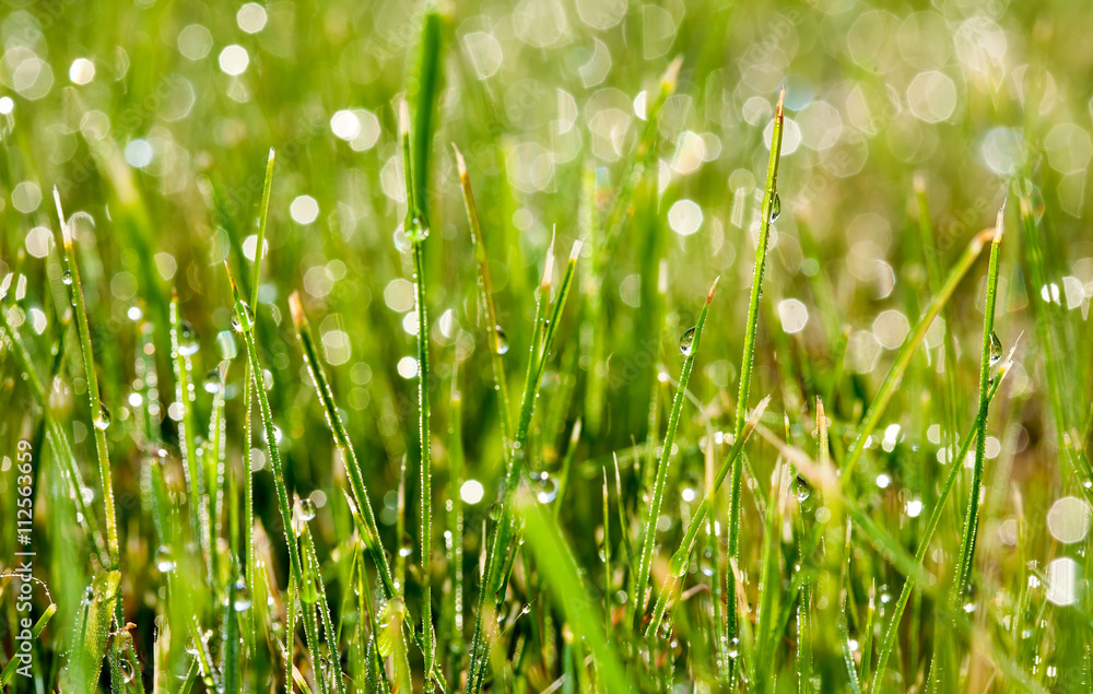 background wet colorful green grass in dew drops background wet colorful green grass in dew drops