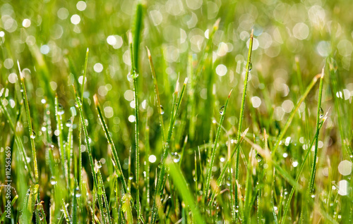 background wet colorful green grass in dew drops