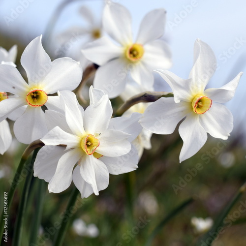 Fototapeta Naklejka Na Ścianę i Meble -  Wilde Weiße Narzissen quadratisch (Narcissus poeticus)