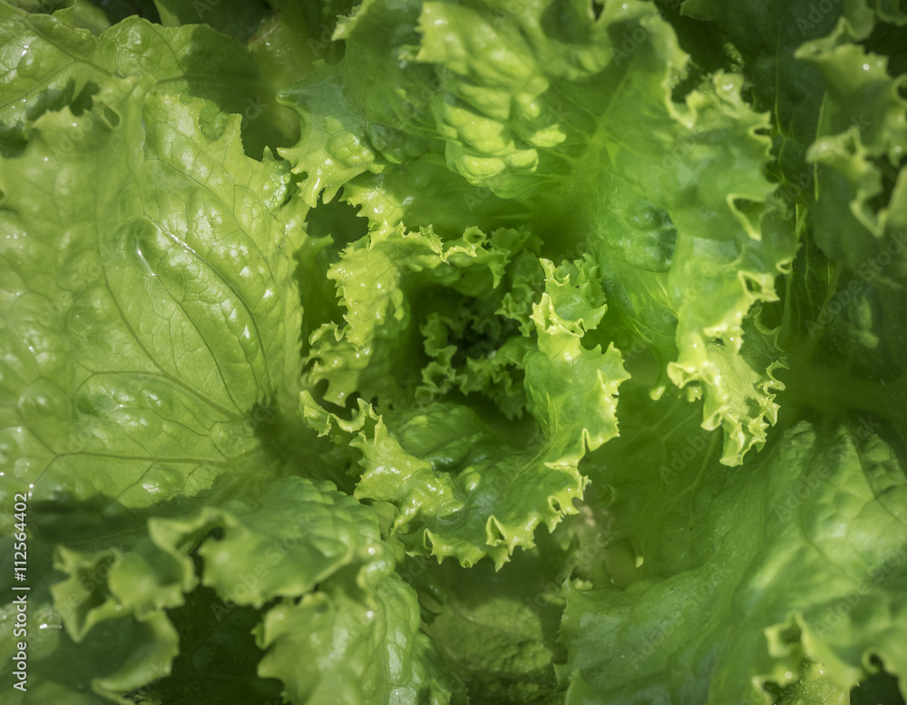 Whirling Green Lettuce Leaves: A bunch of fresh green Lettuce leaves in an organic home vegetable garden Whirling Green Lettuce Leaves: A bunch of fresh green Lettuce leaves in an organic home vegetable garden