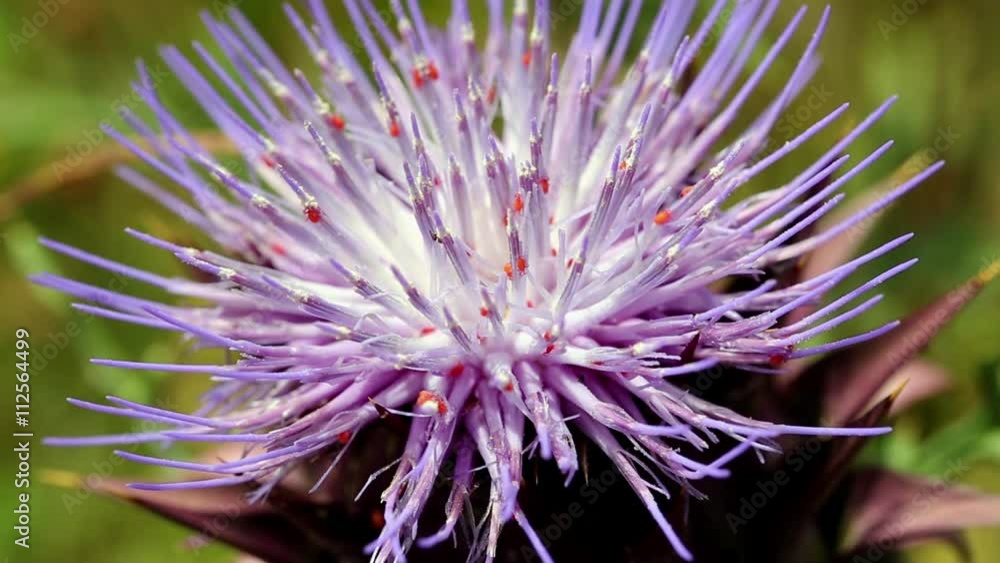 tiny red spiders on a purple thistle (Cynara humilis) in nature tiny red spiders on a purple thistle (Cynara humilis) in nature