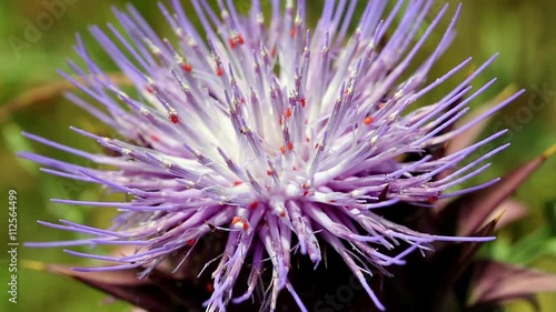 tiny red spiders on a purple thistle (Cynara humilis) in nature photo