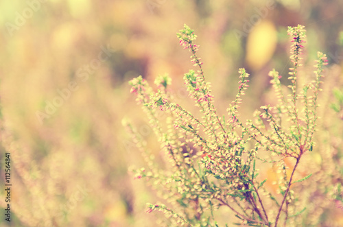 Blooming of beautiful heather flowers, natural seasonal vintage hipster floral background © Roxana