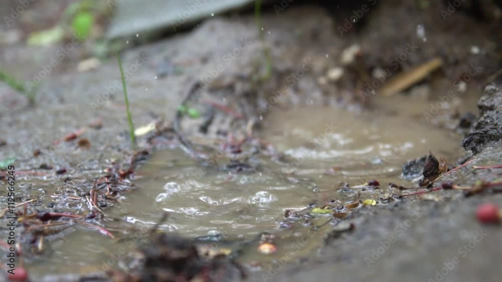 Rain drops dripping in a puddle - slow motion Rain drops dripping in a puddle - slow motion