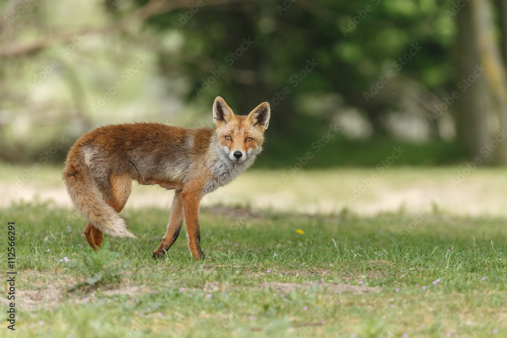 Red fox in nature
