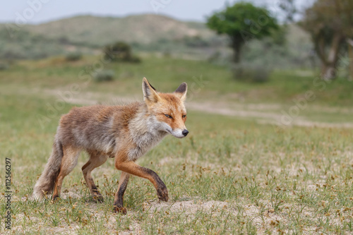 Red fox in nature   © Menno Schaefer