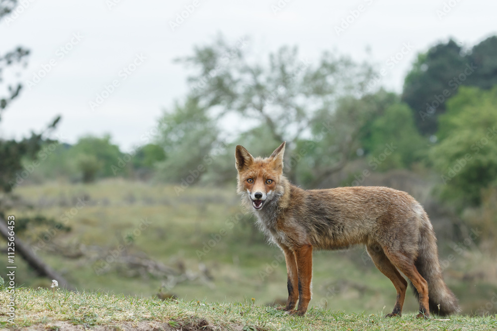 Red fox in nature
Red fox in nature