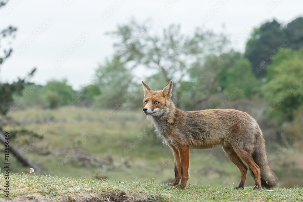 Red fox in nature in springtime