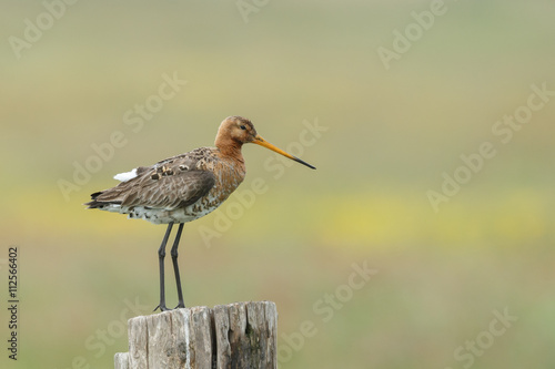 Black tailed godwit during springtime