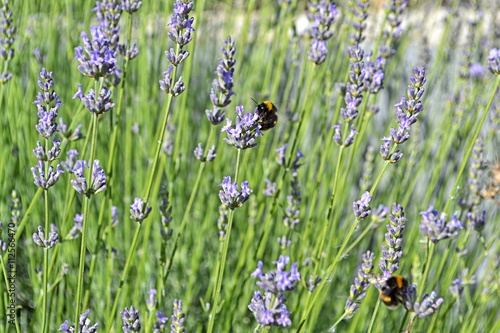Bumblebee sitting on a lavender flower.