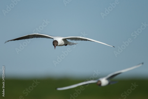 The black-headed gull (Chroicocephalus ridibundus) in flight
