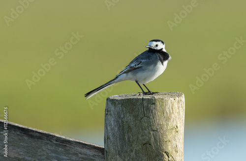 White wagtail on a pole with a green background