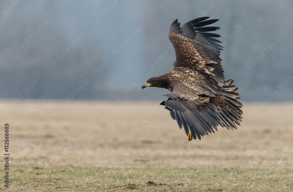 Obraz premium White tailed eagle