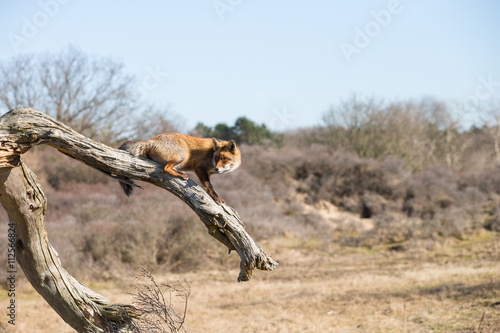 Red fox walking over a dead tree