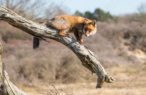 Red fox walking over a dead tree