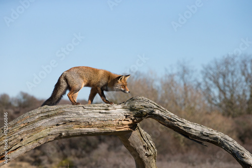 Red fox walking over a dead tree © Menno Schaefer