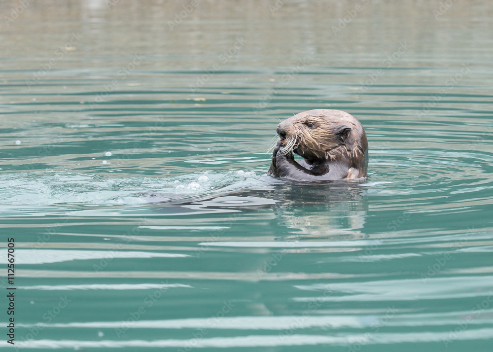 Obraz premium Sea otter close up