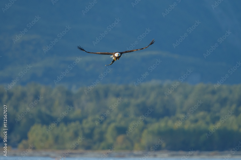 Bald eagle at Alaska