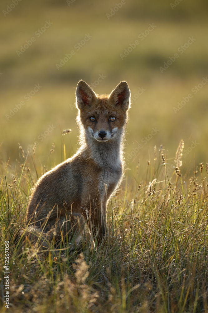 Obraz premium Red fox cub in nature