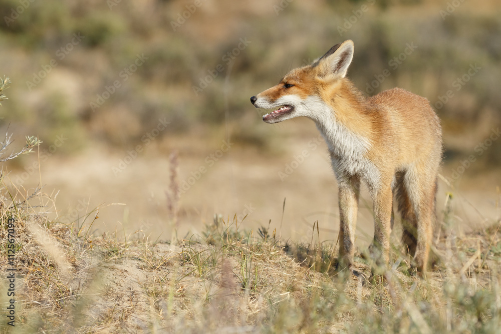 Red fox cub in nature