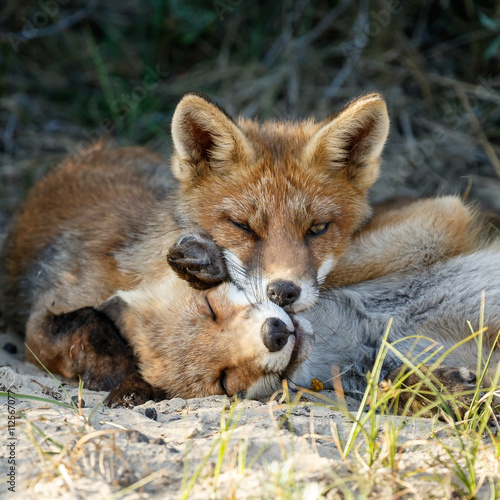 Fototapeta Naklejka Na Ścianę i Meble -  Red fox cub in nature