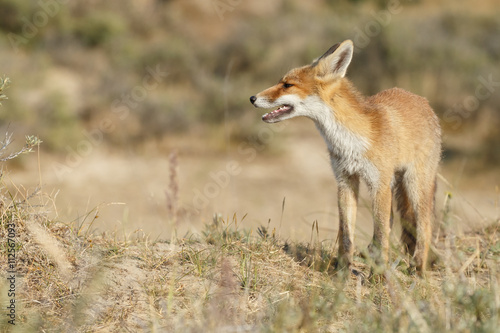 Red fox cub in nature © Menno Schaefer